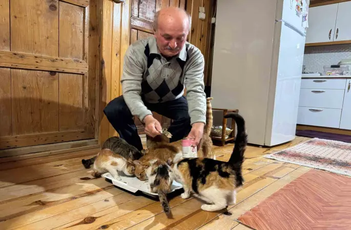 Sokak kedilerine evinin kapısını açtı, onlara yuva oldu
