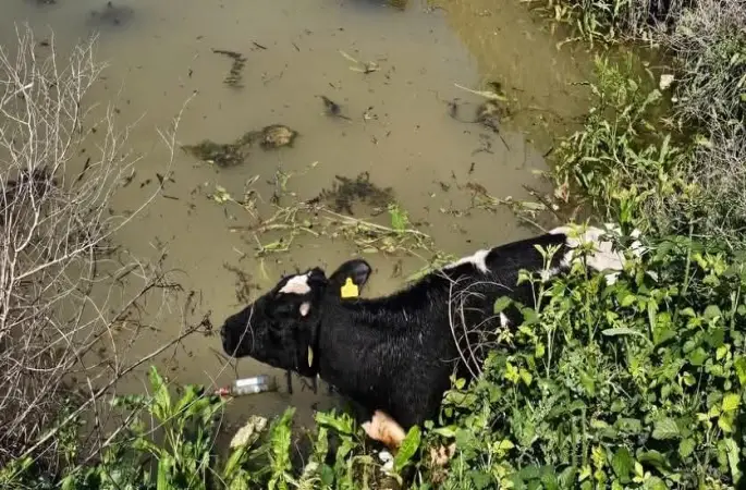 Su kanalına düşen inek itfaiye ekipleri tarafından kurtarıldı
