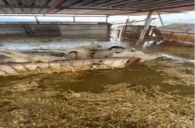 Sular altında kalan hayvan damındaki koyunlar telef oldu
