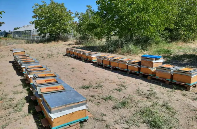 ’Süper gıda’ arı sütü Malatya’da mercek atında
