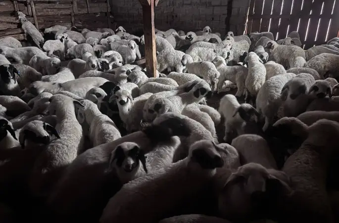 Sürülerde bahar hareketliliği: Kuzular annelerini böyle buldu
