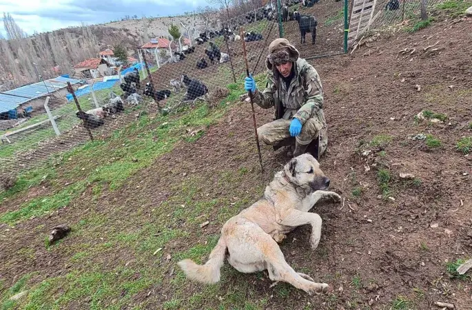 Sürünün muhafızı çoban köpekleri, çobanlara can dostu oluyor
