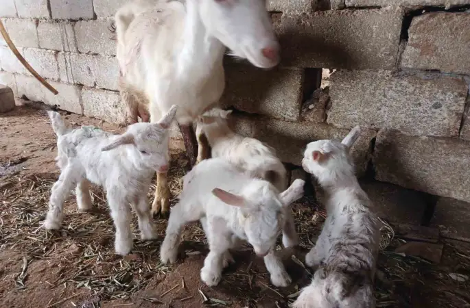 Süt rekortmeni Saanen keçiden dördüz doğum
