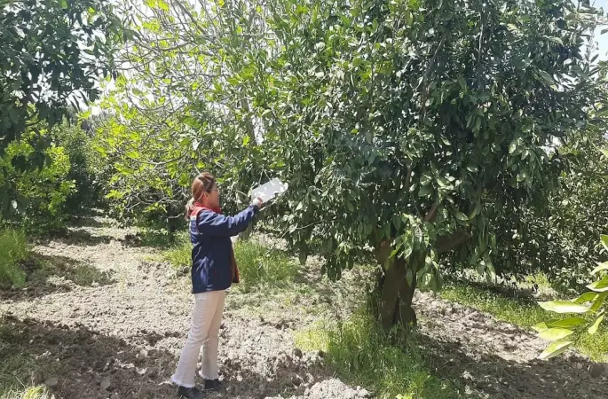 Tarım arazilerinde hastalık ve zararlı mesaisi
