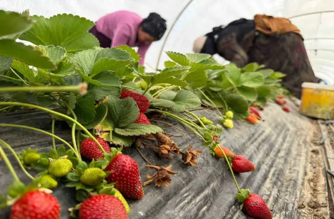 Tarla ile market rafları arasındaki farka üretici bile inanamıyor
