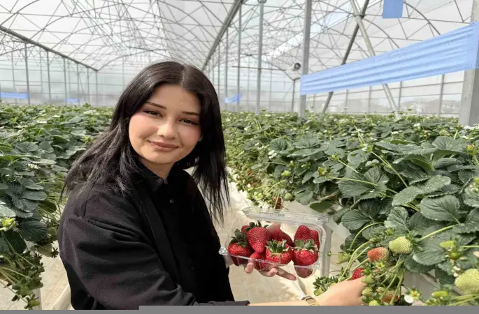 Tarsus’ta topraksız tarımda ilk çilek hasadı yapıldı
