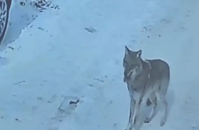 Tatvan’da gündüz vakti kurt görüldü
