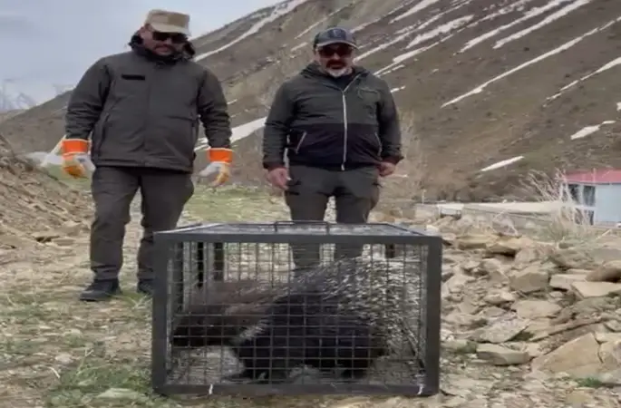 Tedavisi tamamlanan oklu kirpi doğaya salındı
