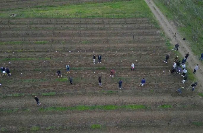 Tekirdağ’da  bağ budama yarışması
