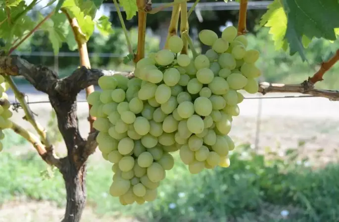 Tekirdağ’da "Günışığı" üzümü tescillendi
