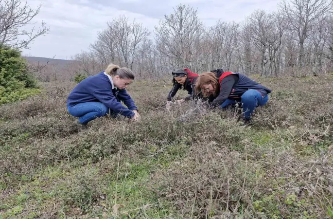 Tekirdağ’da süne zararlısına karşı saha çalışmaları başlatıldı
