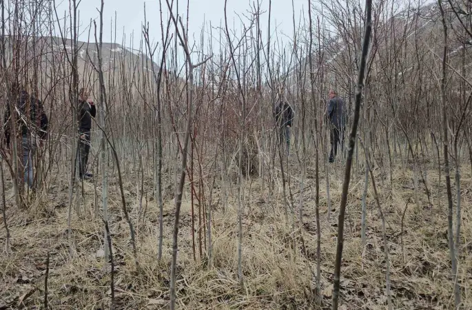 Tescilli Adilcevaz ceviz fidanı satışa sunuldu
