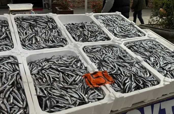 Tezgahlarda hamsinin son günleri: Kilosu 150 liradan satılıyor
