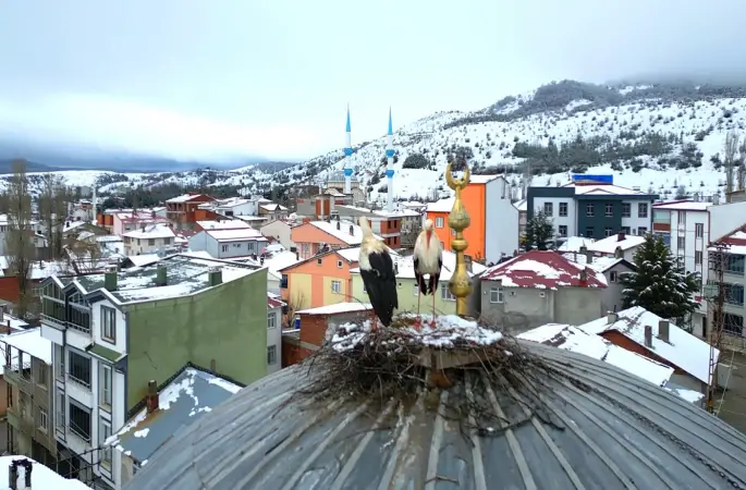 Tokat’ın Başçiftlik ilçesine 25 yıl sonra dönen leylekler, nisan ayında kar altında kaldı
