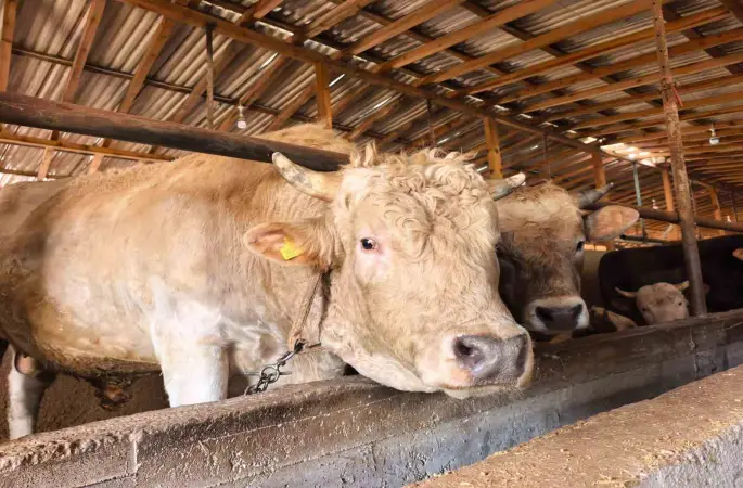 Tonluk ’Paşa’ 500 bin lira
