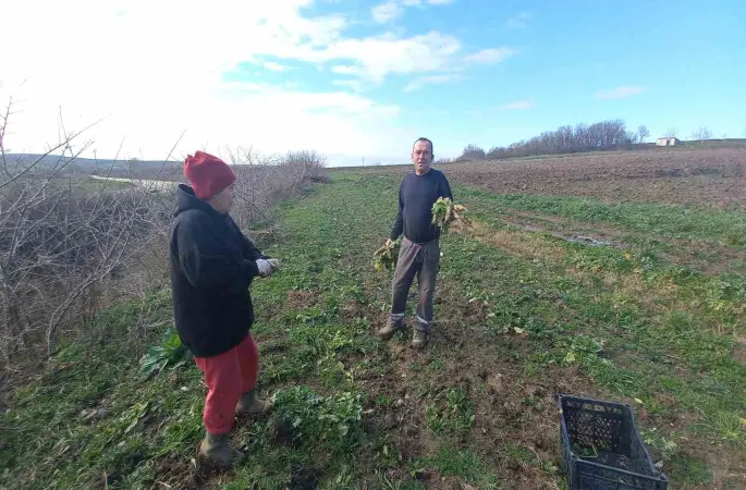 Toprağa emek, çocuklara gelecek: Karı-koca dört mevsim tarlada çalışıyor
