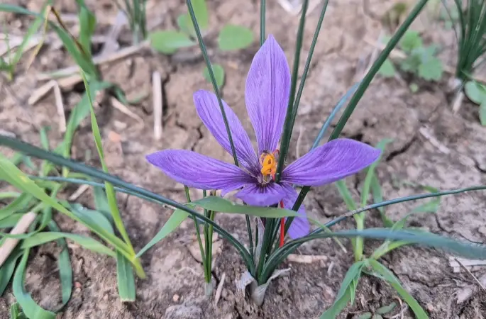 Topraktan servet fışkırıyor