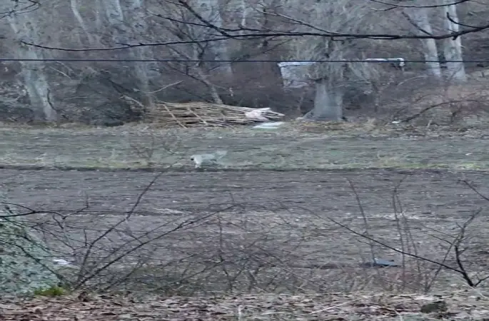 Tortum’da nesli tükenme tehlikesinde olan vaşak görüntülendi
