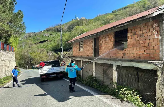 Trabzon’da kokarca ile mücadele sürüyor
