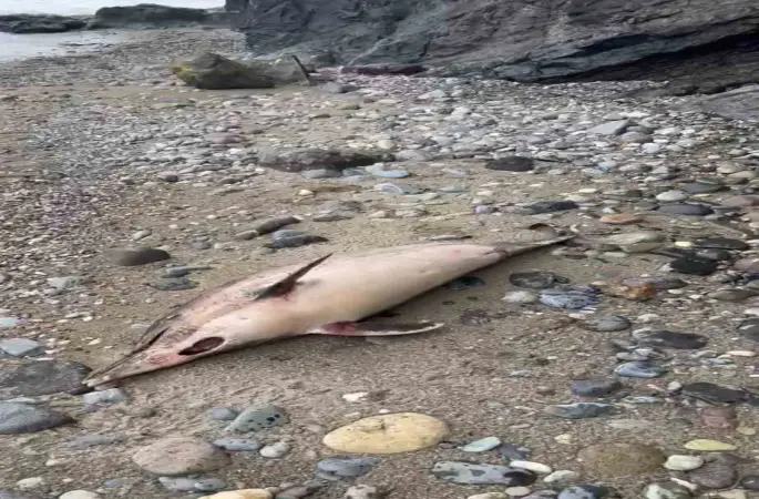 Trabzon’da yunus balığı ölümleri
