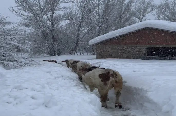 Tunceli’de kar kalınlığı 1,5 metreyi aştı: İnekler karda kayboldu
