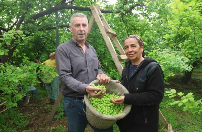 Turfanda can eriği Avrupa ülkelerine ihraç ediliyor
