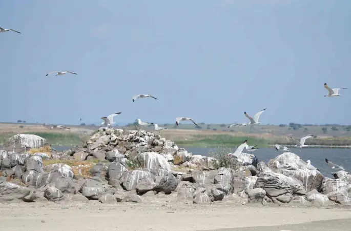 Türkiye’nin en büyük adası Gökçeada’da en büyük ada martısı kolonisi

