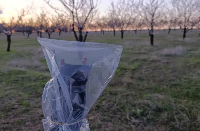 Uşak’ta badem üreticilerine don uyarısı
