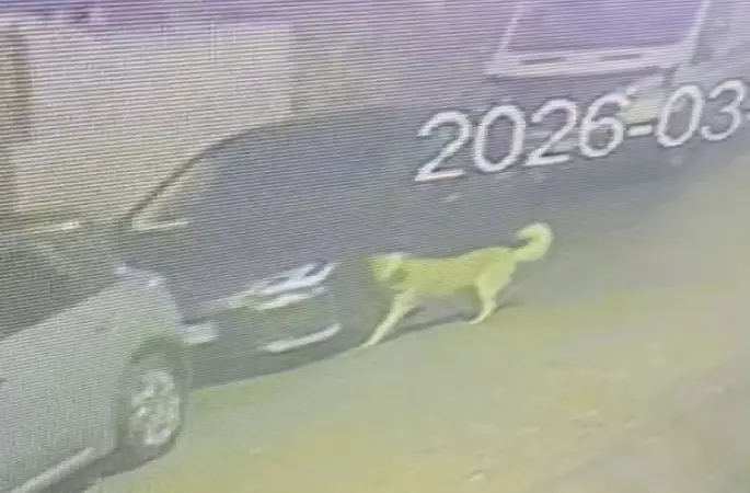 Üsküdar’da sokak köpekleri paniğe neden oldu: Başıboş sürünün bir araca zarar verdiği anlar kamerada
