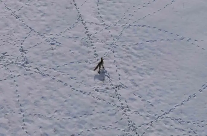 Van’da tilkinin avı dron kamerasına yansıdı
