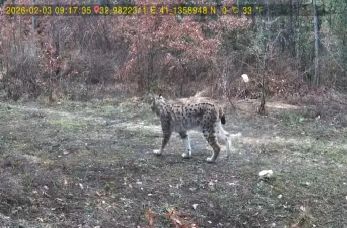 Vaşak ve karaca yavrusu fotokapanla görüntülendi
