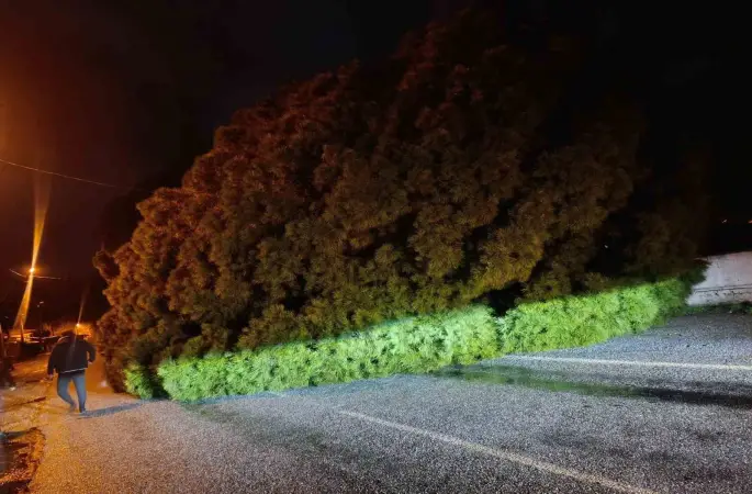 Yağış çam ağacını devirdi, ekipler çalışma başlattı
