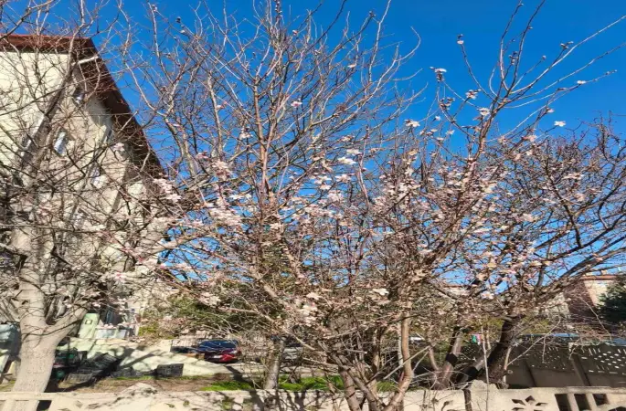 Yalancı bahara aldanan ağaçlar şubat ortasında çiçek açtı
