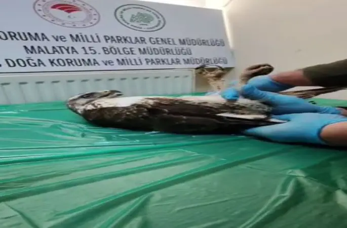 Yaralı bulunan şahin, tedavisinin ardından doğaya salındı
