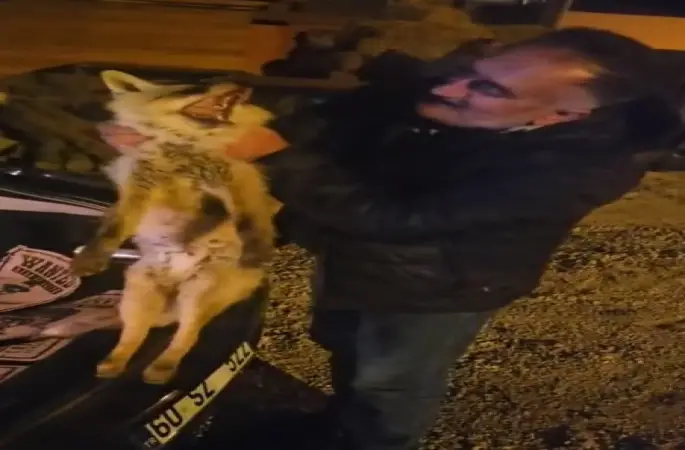 Yaralı tilki için seferber oldu
