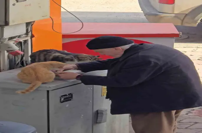 Yaşlı adamın sokak kedilerine şefkati yürekleri ısıttı
