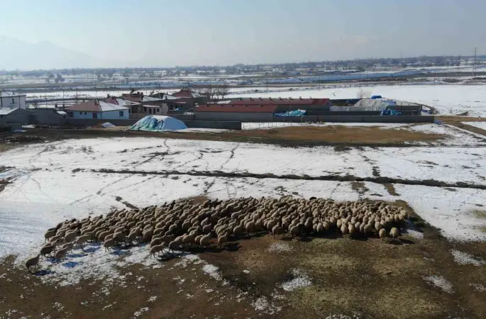 Yeni doğan kuzularla birlikte besicilerde tatlı telaş yaşanıyor
