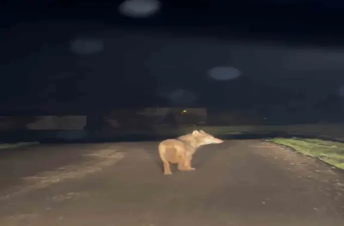 Yerleşim yerine inen kurt cep telefonu ile görüntülendi
