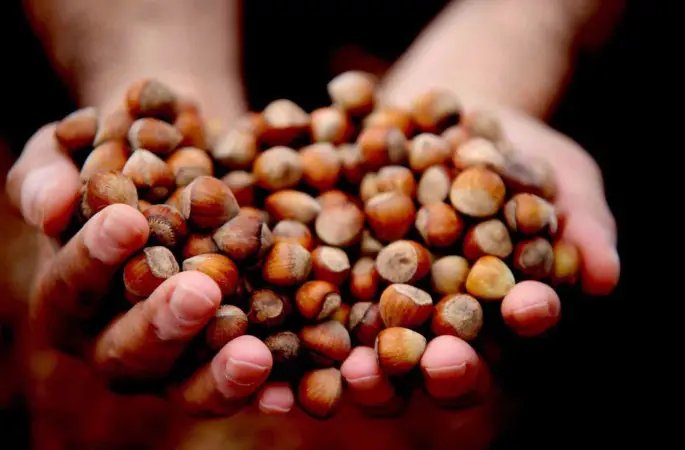 Yılın ilk çeyreğinde 2 bin 784 ton fındık ihraç edildi
