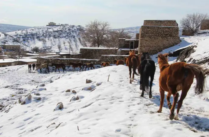 Yılkı atları fotoğrafçıların gözdesi oldu
