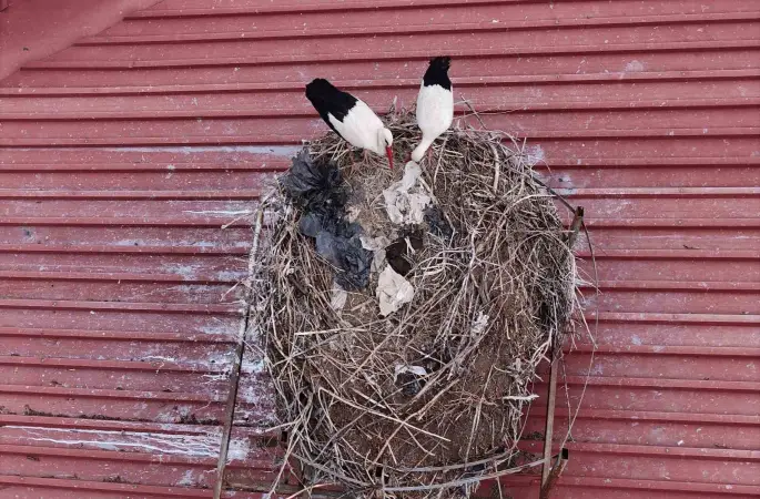 Yıllardır süren gelenek bozulmadı, Sivas’ın ‘Leylekli okulu’ misafirlerine kavuştu
