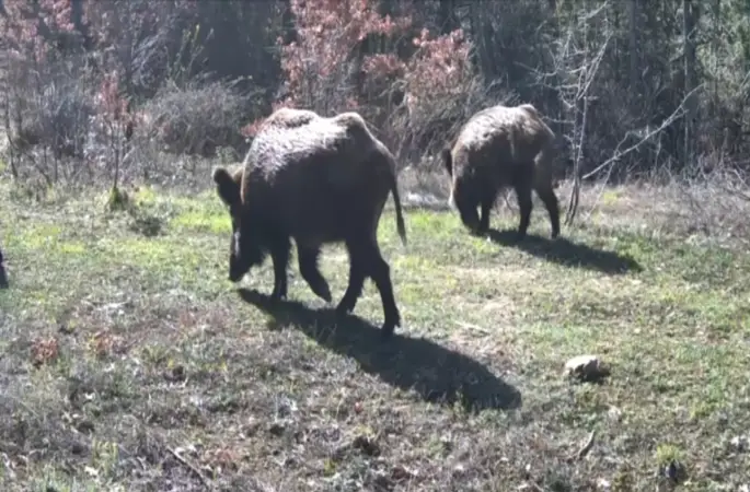 Yiyecek arayan yaban hayvanları fotokapanla görüntülendi
