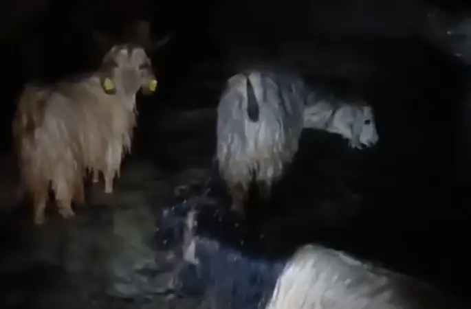 Yüksekova’da ahırları su bastı: Mahsur kalan hayvanlar kurtarıldı
