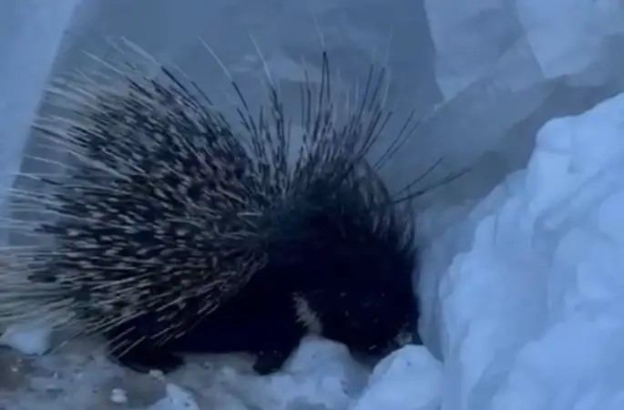 Yüksekova’da Hint oklu kirpi görüntülendi
