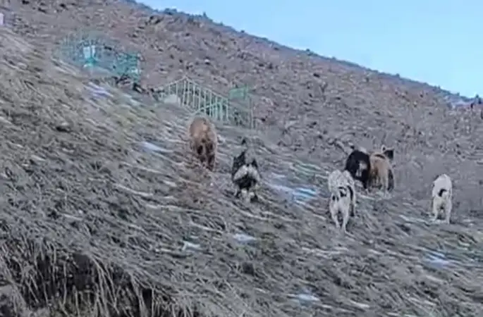 Yüksekova’da yerleşim yerine inen ayıları çoban köpekleri uzaklaştırdı
